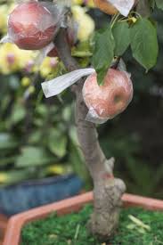 Your plant hole should be much larger than the roots. Can You Grow Apple Trees In Containers Tips On Growing Apple Trees In Pots