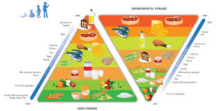 Double Food Environmental Pyramid Model Ecogreenlove
