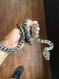 carpet pythons