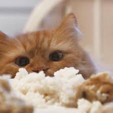 However, too much fat can give your cat a stomachache, so make sure to trim off any excess fatty portions beforehand and. Can Cats Eat Rice Different Rice Products