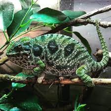 carpet chameleon v reptiles