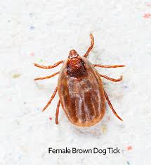 How long does it take ppc to work?. Ticks In Dogs Vca Animal Hospital