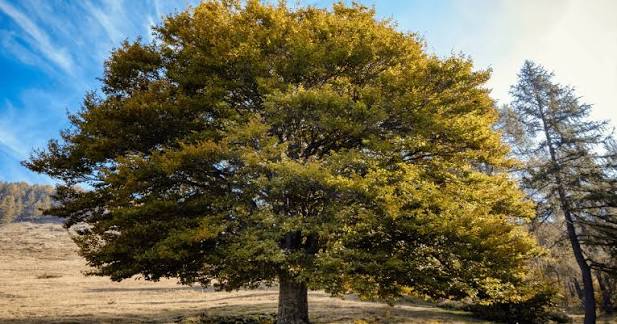 How to Identify an Elm Tree | Strobert Tree Services