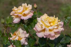 top 10 hybrid tea roses