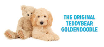 Only miniature and toy goldendoodles are considered teddy bear dogs. Teddybear Goldendoodles