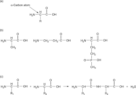 amino acids an overview
