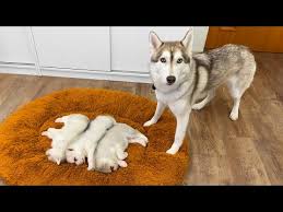 husky and a tiny puppy before becoming