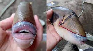 what is this fish with human like lips