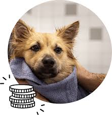 If you're wondering how to start a dog grooming business, here are a few ideas and tips to consider. Self Service Pet Wash