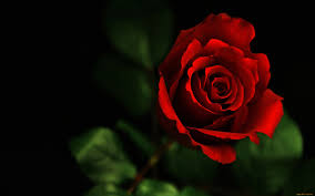 red rose wallpapers 68 images