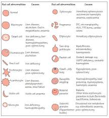 Red Blood Cell Morphology Related Keywords Suggestions