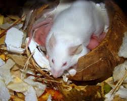 What Does A House Mouse Nest Look Like