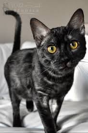 Bengal cat information, pictures and videos.bengal cats are not typical domestic cats, they are a cross between the asian leopard cat and domestic cat. Black Melanistic Bengal Cats For Sale Wild Sweet Bengals