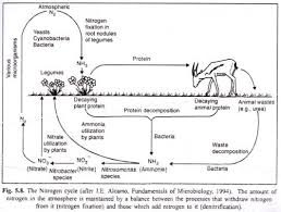 5 Stages Of Nitrogen Cycle With Diagram