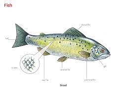 fish noun definition pictures