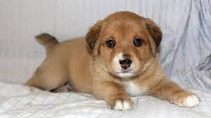 Puppy Dog Adoption Near Me gambar png