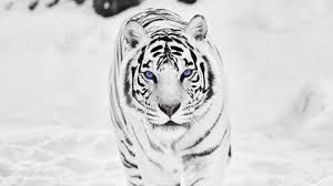 Free download White Siberian Tiger ...