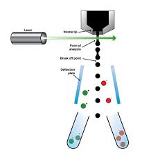 Fluorescence Activated Cell Sorting Of Live Cells Abcam