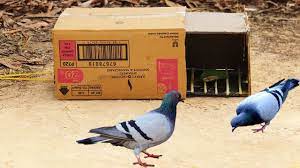 from cardboard easy pigeon trap