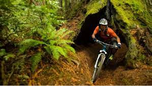 Jackson demonstration state forest is one of california's working forests, a property that is managed for a variety of uses, including sustainable timber harvest, recreation, watershed stability and wildlife habitat. Ride Thru Tree Mountain Bike Trail Fort Bragg California