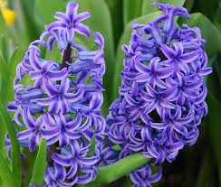 Hyacinth flower | Bulb flowers, Hyacinth plant, Hyacinth flowers