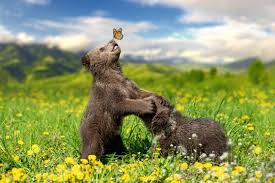 cute bear cub images browse 82 026