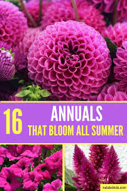 I've compiled a list of 22 annual flowers to fill up your shady flower bed, along with a few helpful hints for gardening in the shade. 16 Annuals That Bloom All Summer Long Natalie Linda Summer Blooming Flowers Annual Flowers Beautiful Flowers Garden