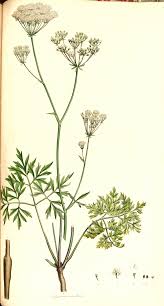 Physospermum cornubiense - Wikispecies