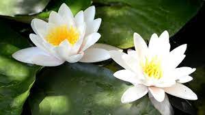 Water Lily Stock Footage Video 100 Royalty Free 10819340 Shutterstock gambar png