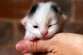 newborn kittens a mother cat