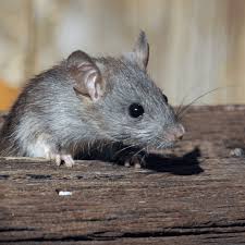 how to get rid of rats under a deck