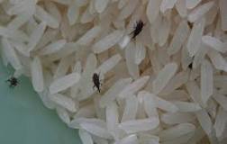 How do you know if brown rice has bugs?