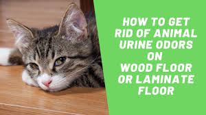 urine smell on wood floor
