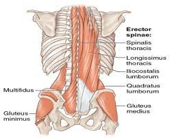 The glutes are composed of three muscles all layered on top of each other: Core Strengthening For Lower Back Pain Integra Health Centre