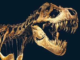 Alibaba.com offers 1,797 dinosaur bones products. Teenage T Rex Fossils Fossils Dinosaur History Prehistoric Animals