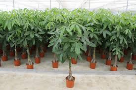 But with proper care, a money tree plant can grow to great heights and live a long, healthy life. What Is A Money Tree The Tree Center