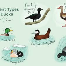 12 Different Types Of Ducks With Examples