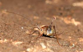 Three Quick Tips To Keep Camel Crickets