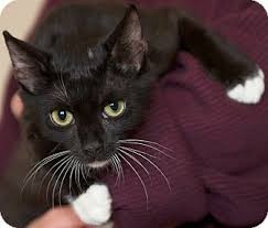If you are interested in adopting a cat or kitten, click the button below. Rosebud Pet Adoption Pets Cat Rescue