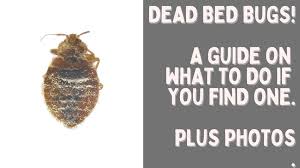 dead bed bugs a guide with photos