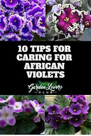 Or a very young one? 10 Tips For Caring For African Violets Garden Lovers Club