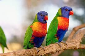 the most colorful birds from around the