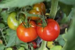 can-you-plant-two-tomato-plants-together
