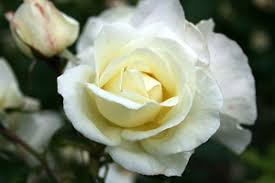 white roses how to grow white roses