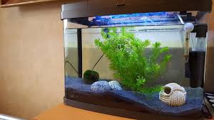 Aquarium communautaire, eau douce, présentation. Tank Suggestions For 40 Litre Tank My Aquarium Club