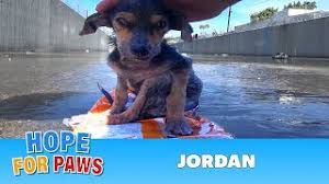 (girl throws puppies in a river) review. Watch Incredible Rescue Of Puppy Thrown Into A River Video One Green Planet