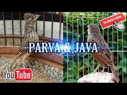 We did not find results for: Cara Membedakan Branjangan Java Jawa Dan Parva Part2 Youtube