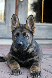 German shepherd dog information and pictures. Black Sable German Shepherd Puppy German Shepherd Dogs German Shepherd Puppies Shepherd Puppies