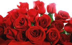 Image result for red rose hd images