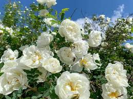 The Complete Guide To Climbing Roses
